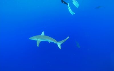 Shark Encounters: Haleiwa’s #1 Marvelous and Ultimate Snorkeling Adventure