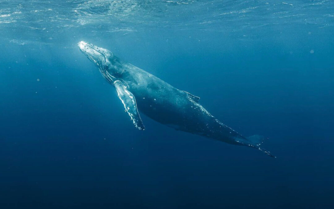 Whale Watching in Hawaii: Witnessing the Majestic Humpback Whales