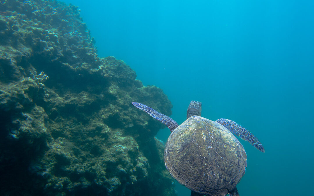 Sea Turtle by Coral Reef in Turquoise Waters off North Shore, Hawaii - Ideal for Snorkeling Tours.