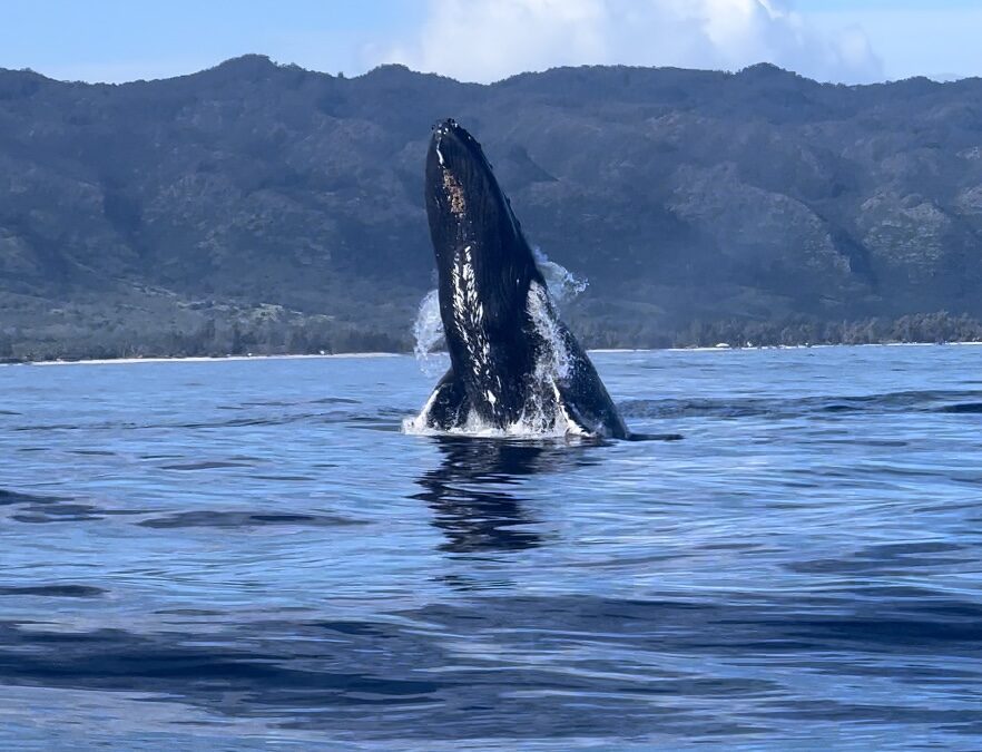 Meet the Majestic Creatures of Hawaii: Whale Watching and Shark Diving Tours