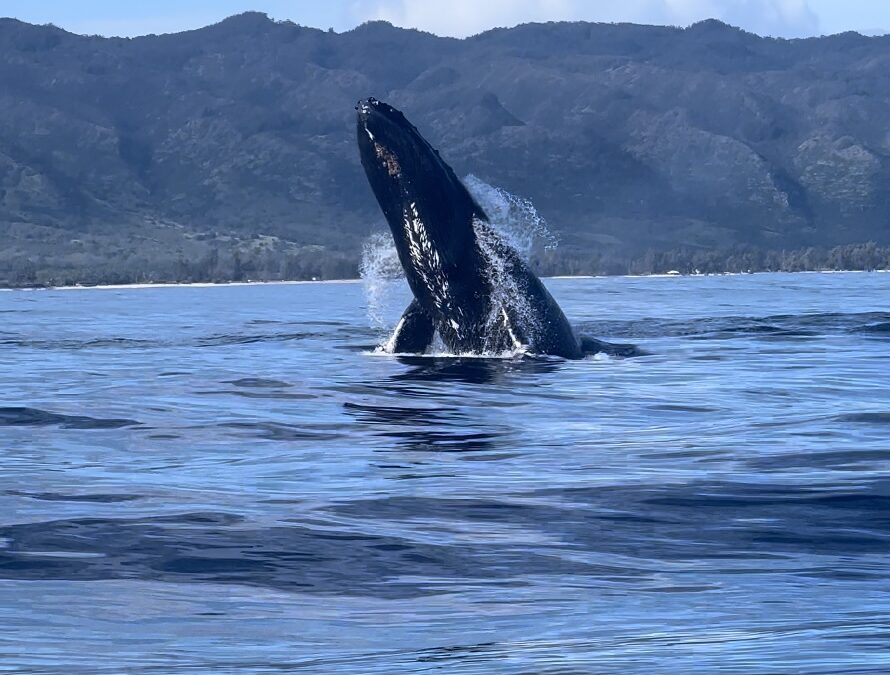 Hawaii, Discover the Heart of the with Ocean Adventure Tours in Haleiwa