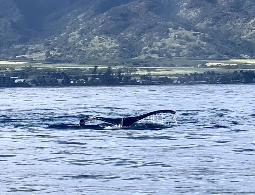Whale Tail Sighting from Boat on Hawaii Ocean Adventure Tour, North Shore Oahu.